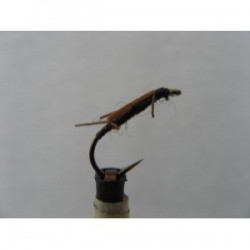 Nymphs stonefly creeper nymph $2.34