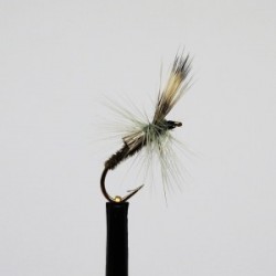 Nymphs ians straggler( ) $2.34