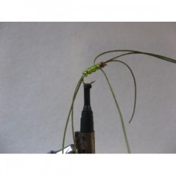 Nymphs Standards rainbow olive apps b w $2.34