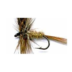 Dries march brown buton $2.34