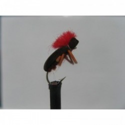 Dries brown foam beetle $2.34