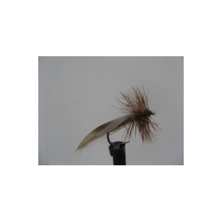 Dries europa sedge $2.34