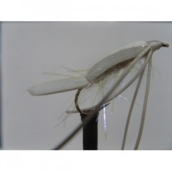 Dries Pure uv white floating fry $2.34