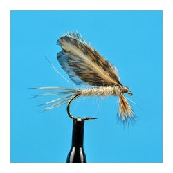 Dries Pure Burnt Wing Light Cahill $2.34