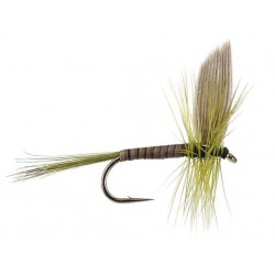 Dries Pure bw olive $2.34