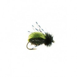 Terrestrials beetle kiwi $2.99