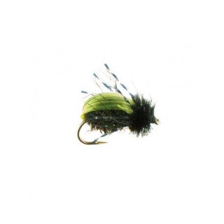 Terrestrials beetle kiwi $2.99