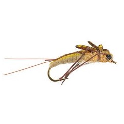 Beaded Nymphs Realistic Heavy Black JC Stonefly $2.42